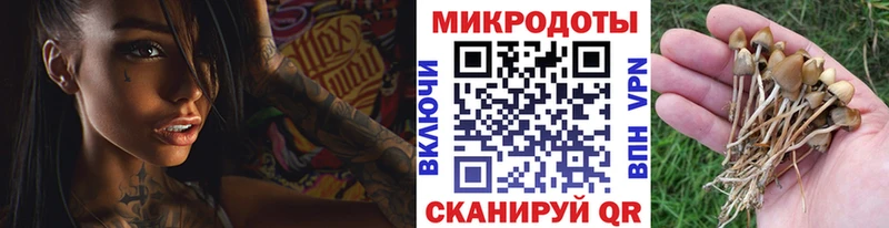 наркотики Обнинск Галлюциногенные грибы Psilocybe